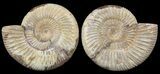Cut & Polished Ammonite (Perisphinctes) Fossil #53863-1